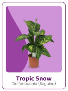 Kwekerij 't Loo Dieffenbachia Tropic Snow