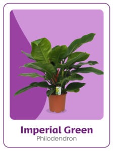 Kwekerij 't Loo Philodendron Imperial Green