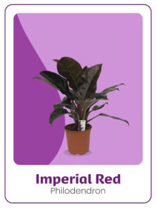 Kwekerij 't Loo Philodendron Imperial Red