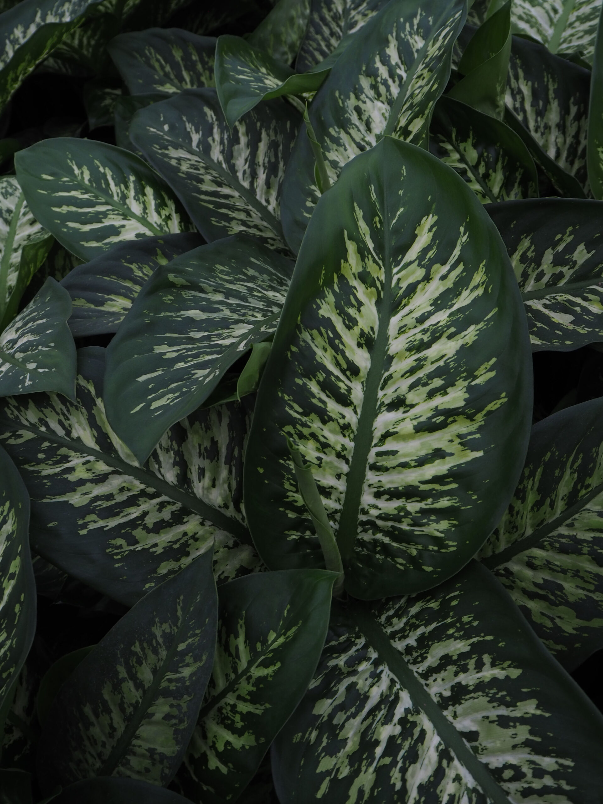 Dieffenbachia Tropic Snow in de kas