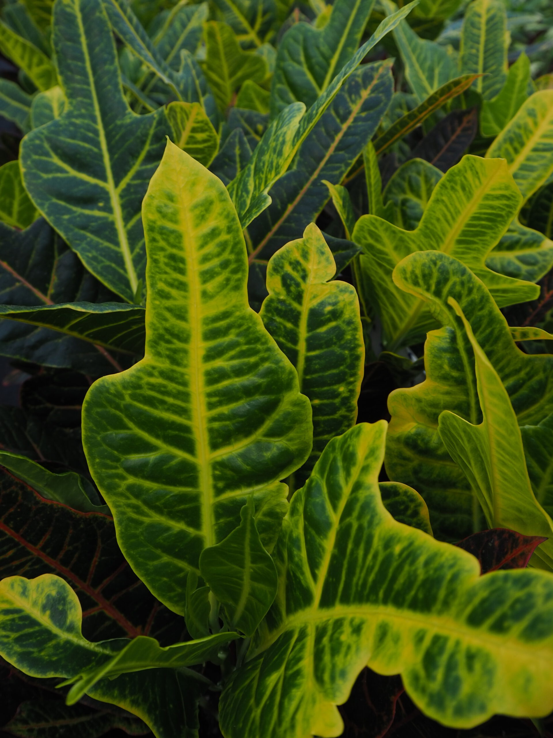 Croton (Codiaeum variegatum ‘Excellent’) in de kas