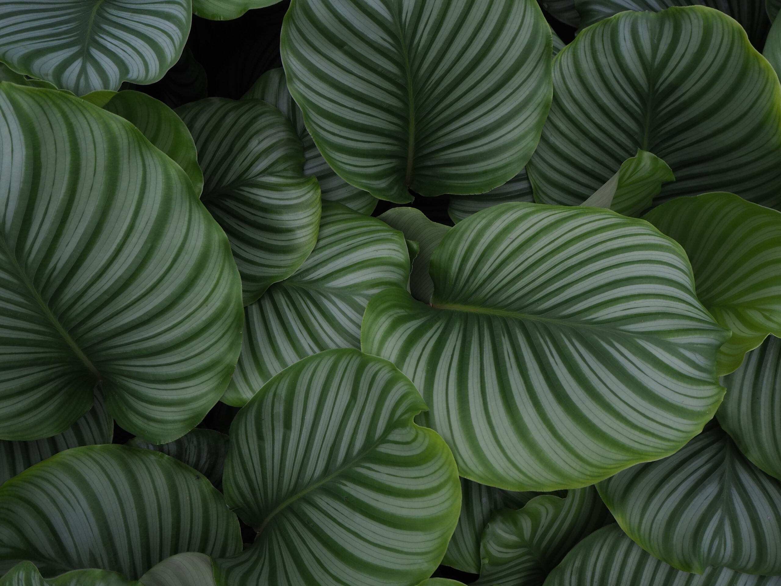 Calathea Orbifolia in de kas