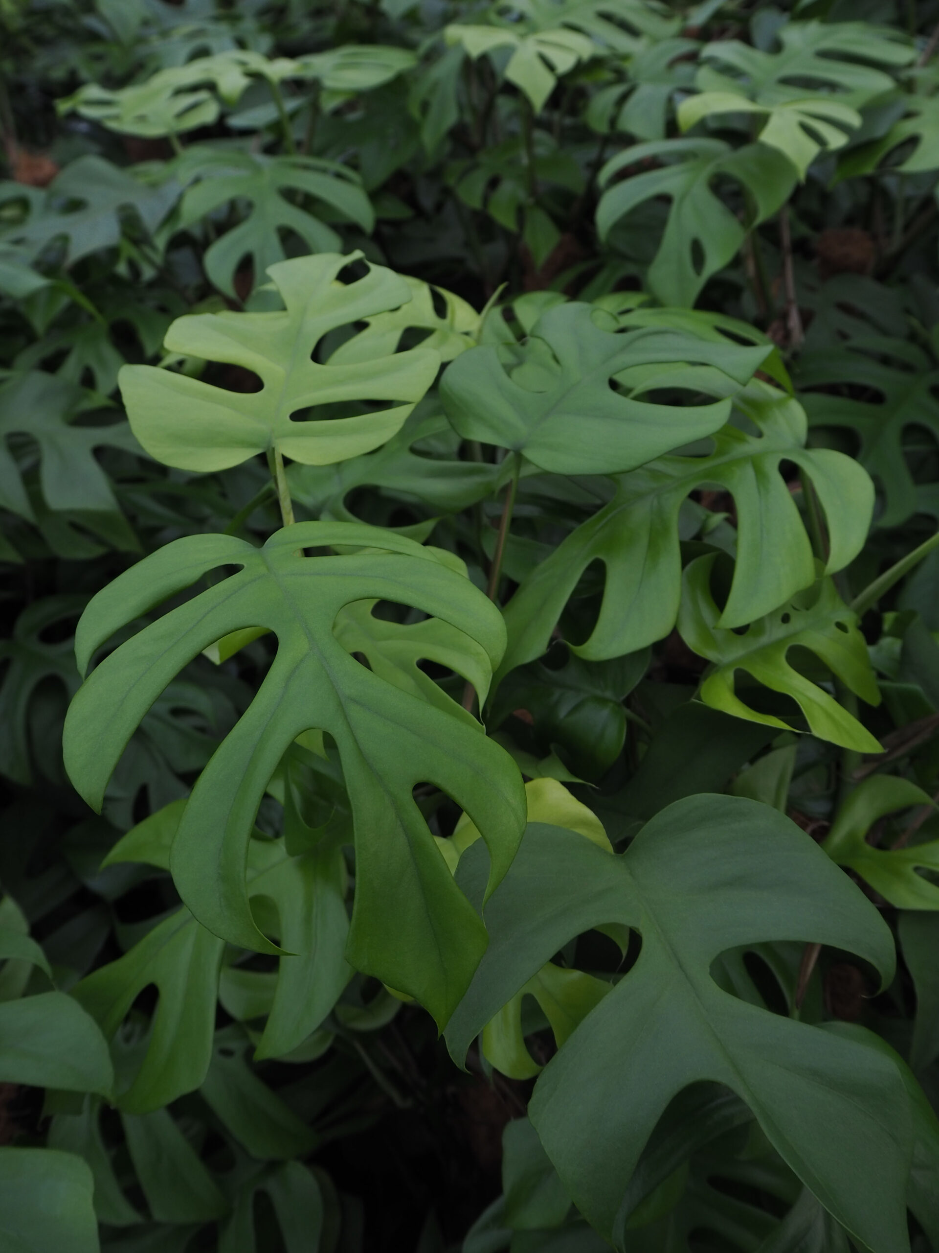 Monstera Minima in de kas