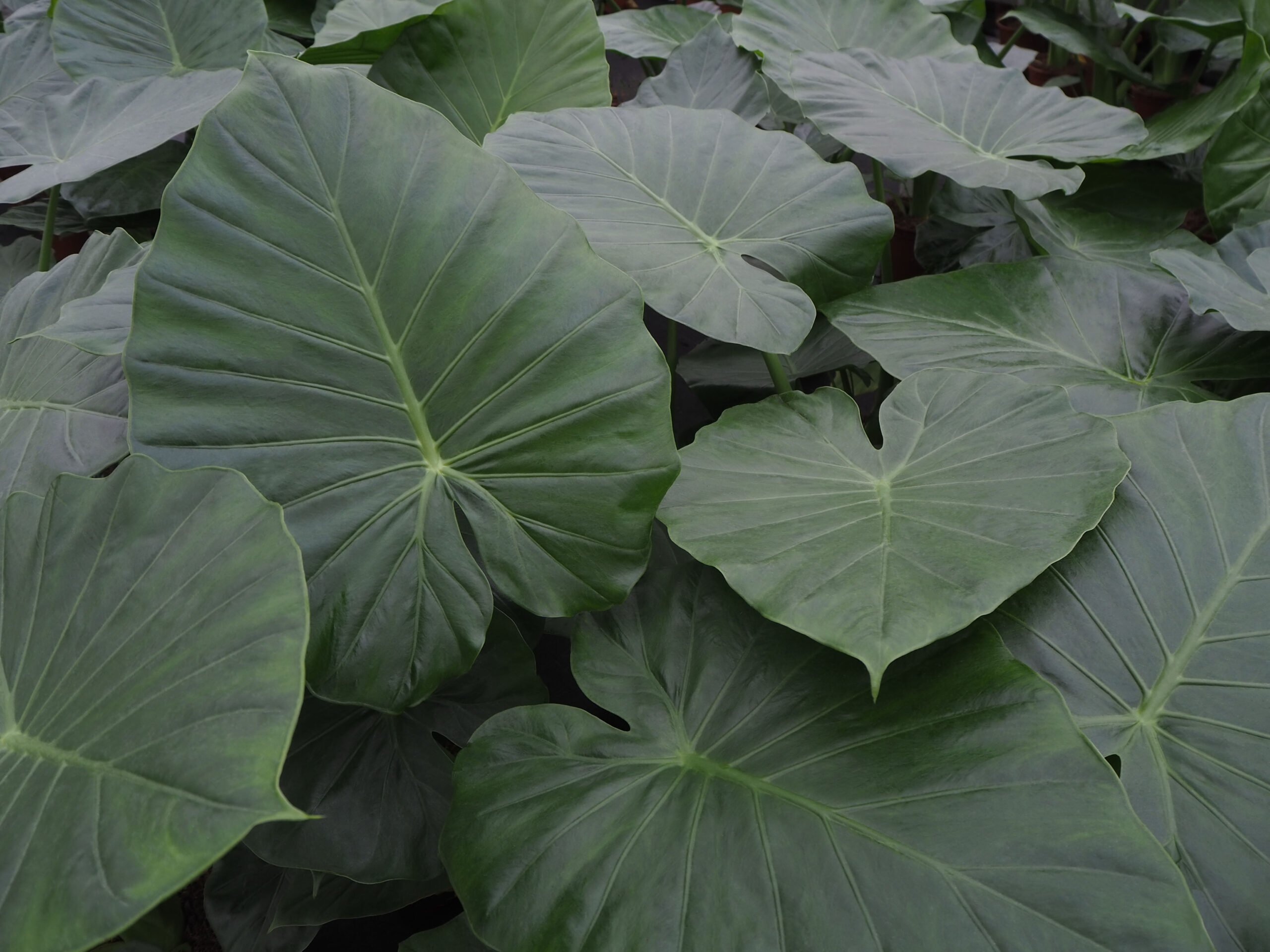 Alocasia Macrorrhiza in kas