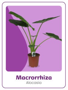 Kwekerij 't Loo Alocasia Macrorrhiza