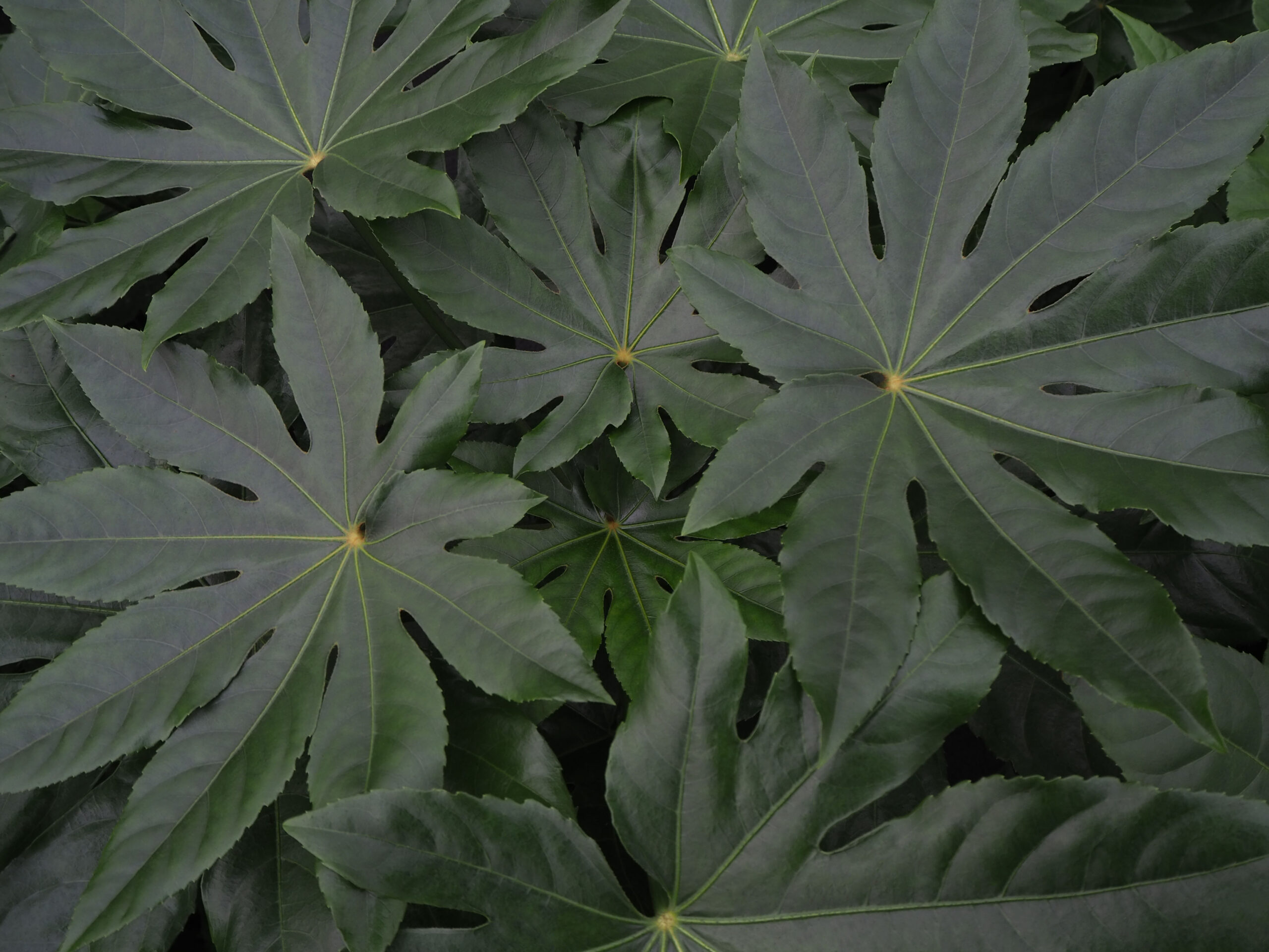 Fatsia Japonica in de kas