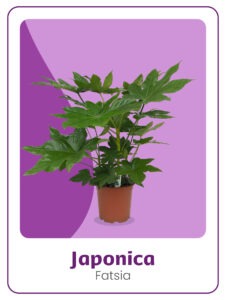 Kwekerij 't Loo Fatsia Japonica