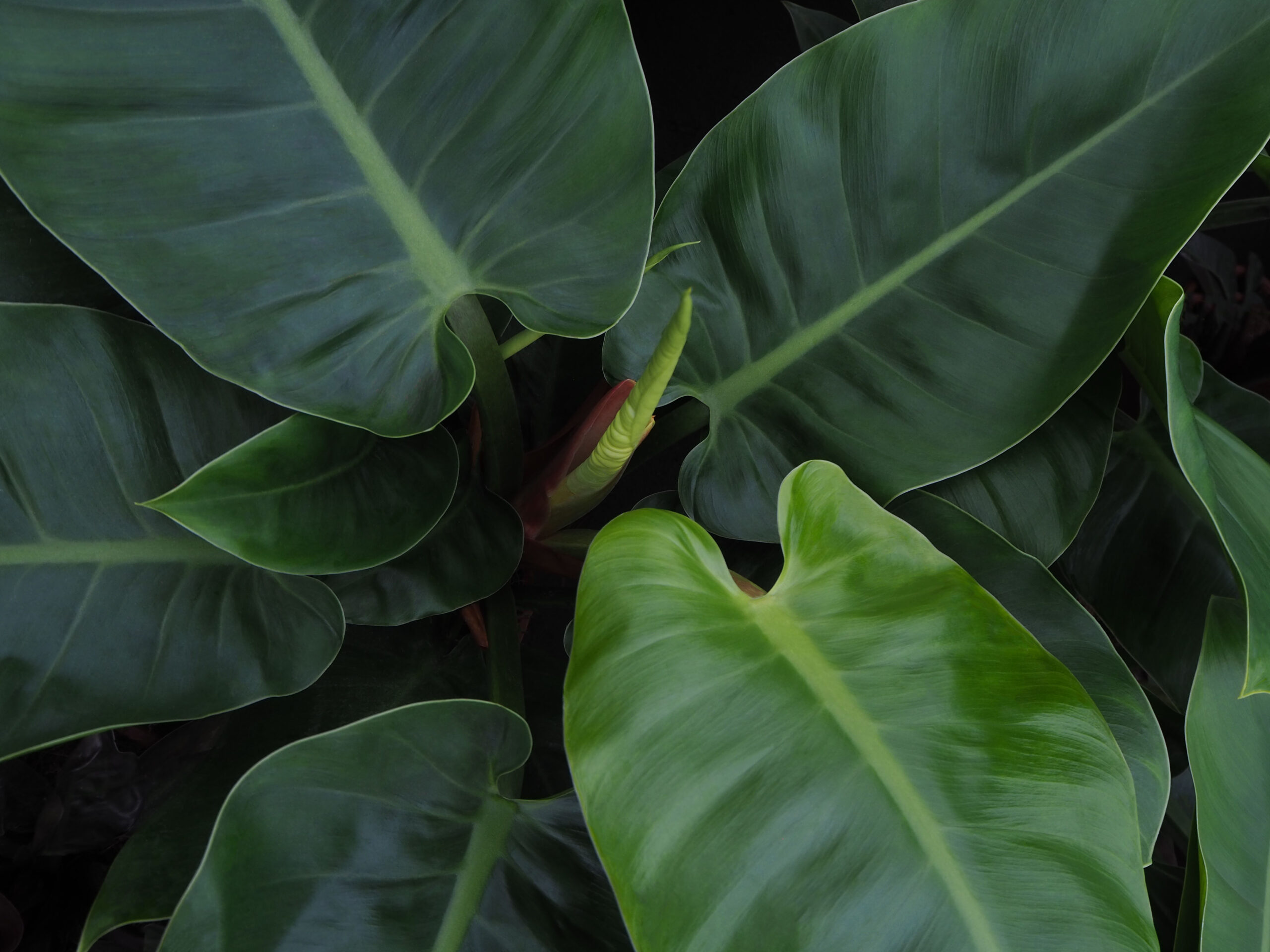 Philodendron Imperial Green in de kas