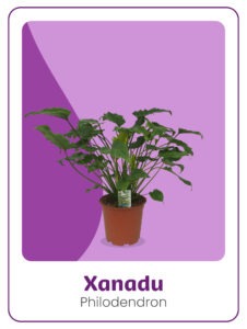 Kwekerij 't Loo Philodendron Xanadu