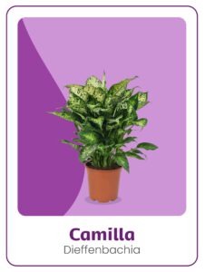 Kwekerij 't Loo Dieffenbachia Camilla