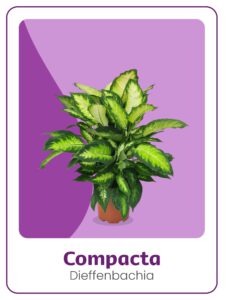 Kwekerij 't Loo Dieffenbachia Compacta